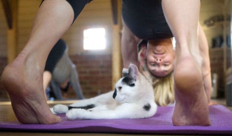 Trend Alert: Yoga with Cats