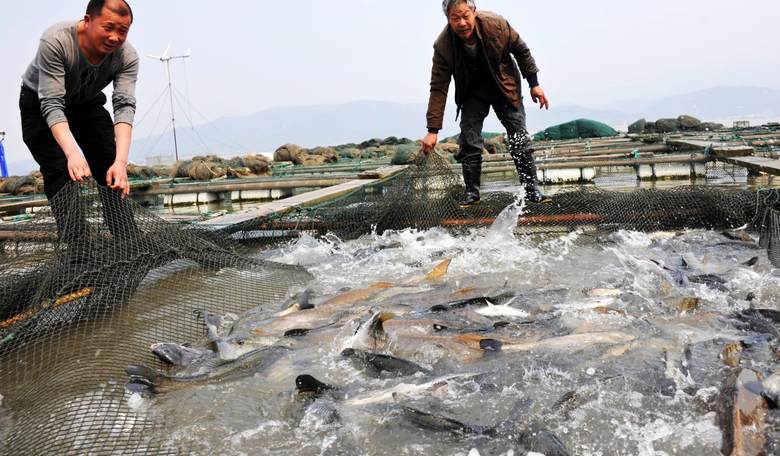 Beware: Antibiotic-Tainted Seafood From China Is Making Its Way to American Tables