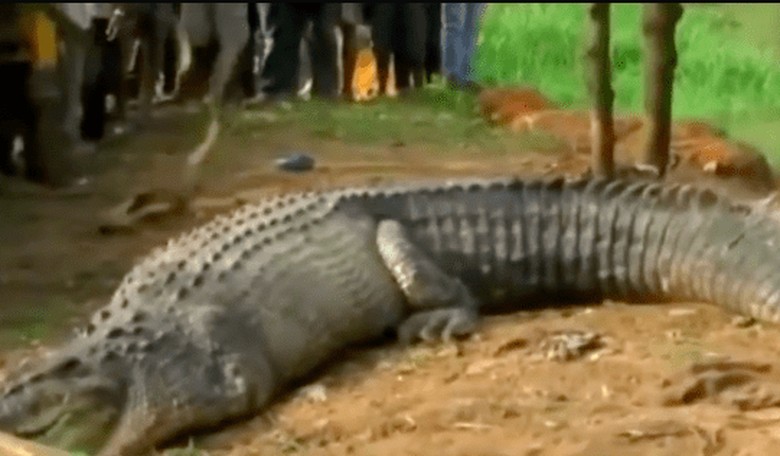 Crazy Croc! A 17-Foot Crocodile Was Found in Sri Lanka