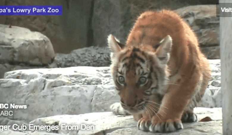 Cute Alert: Rare Tiger Cub Comes Out to Play for First Time