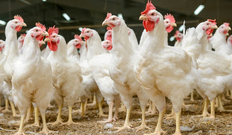 Chinese Company Offers to Document the Life and Times of the Chicken on Your Dinner Table