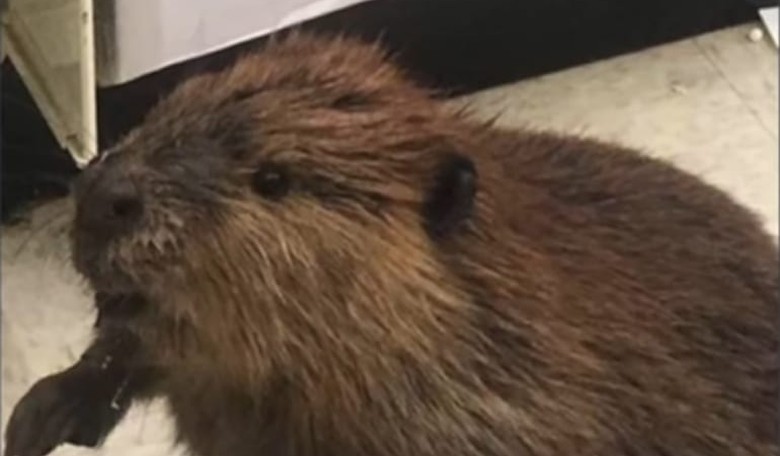 Rowdy Beaver 'Arrested' While Christmas Shopping on Black Friday