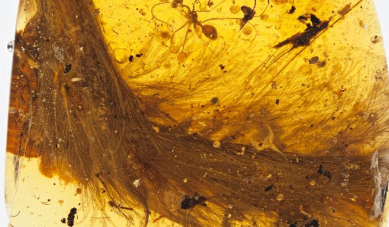Dinosaur Tail Found Trapped in Amber