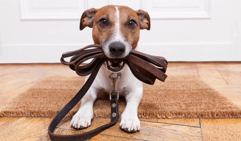 What to Get the Dog That Has Everything