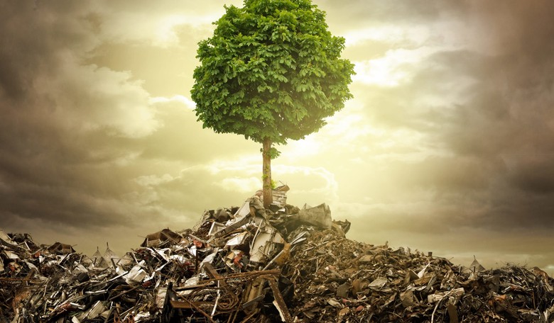 Now Even TREES Are Blamed for Pollution