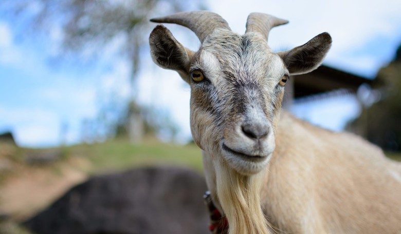 In Pakistan, Sacrificing a Goat for Air Safety