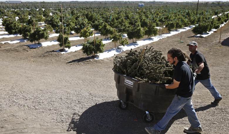 Booker, Paul Introduce Bipartisan Bill to Shield Marijuana States from DOJ