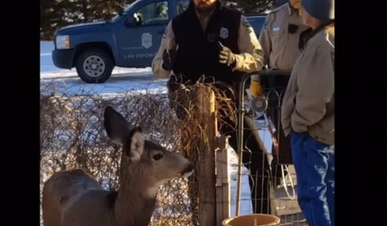 Details Emerge About Pet Deer That Was Shot Dead by Kansas Game Warden