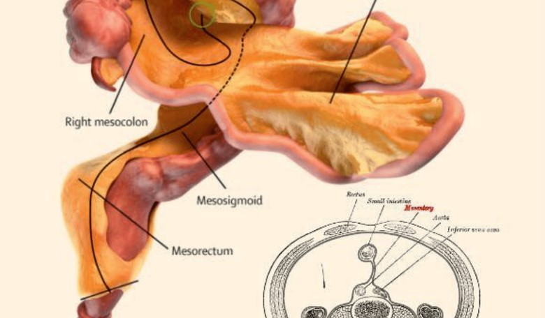 Scientists Recently Discovered a Brand New Human Organ