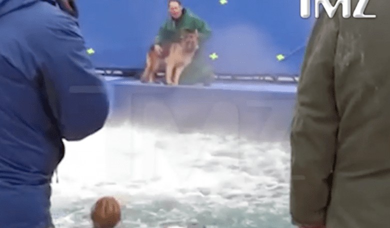 PETA Wants Boycott of 'A Dog's Purpose' Because a Dog Got Wet During Filming