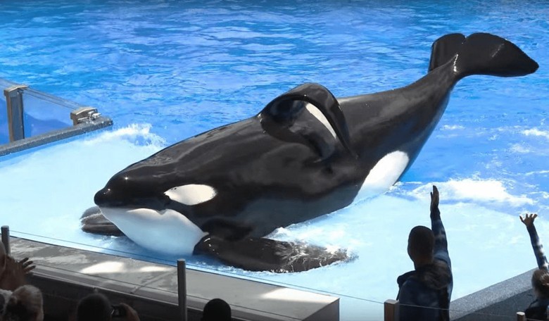 'Blackfish' Orca Responsible for Three Deaths Dies at SeaWorld