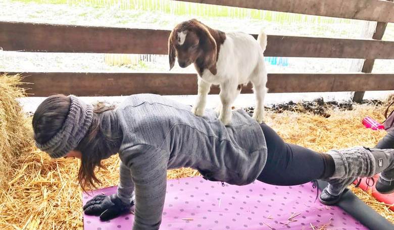 You Can Now Take Yoga Classes With Goats. This Is Not a Drill.