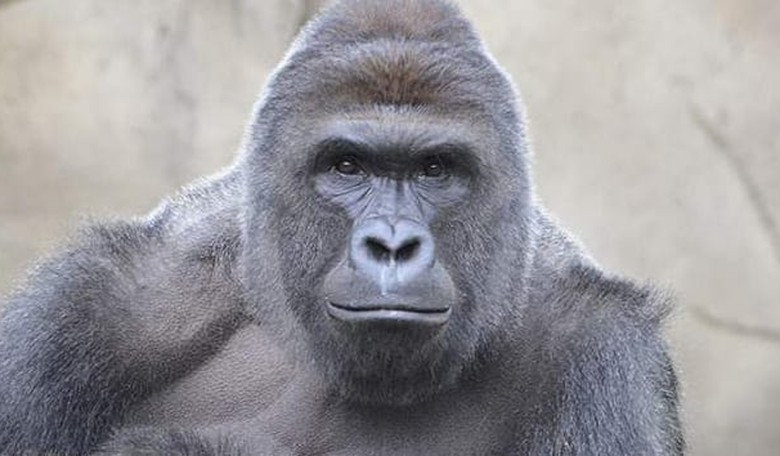 Clemson Students Shocked to Learn They Can't Ban Harambe Jokes