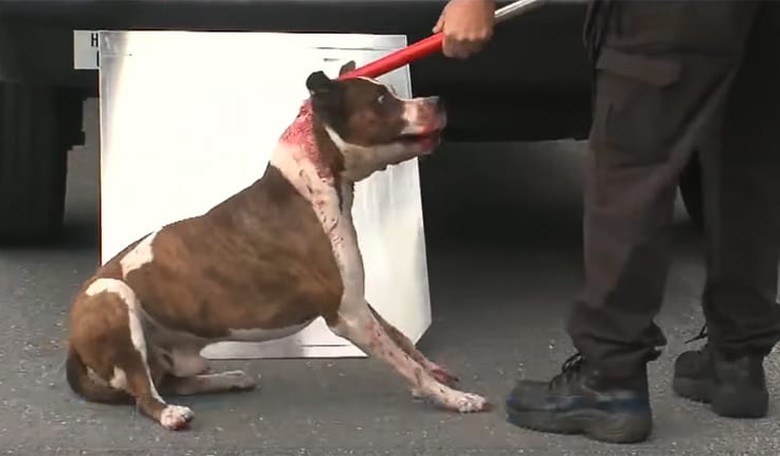 Dog Mauls Owner After She Tries to Put a Sweater on It