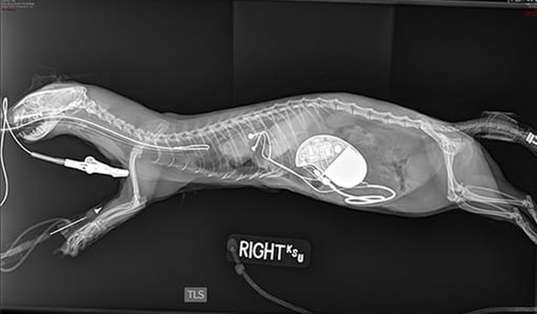 4-Year-Old Ferret Named Zelda Receives a Pacemaker
