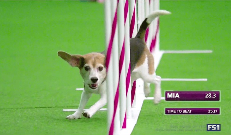 This Beagle Got a Little Too Distracted at the Westminster Dog Show