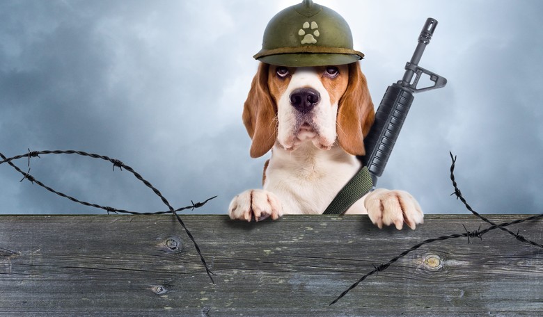 Dogs, Horses, And Bears, Oh My! 5 Great Animal Heroes on the Front Lines