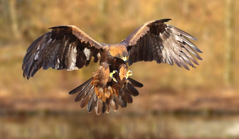 France is Training Eagles to Destroy Terrorist Drones