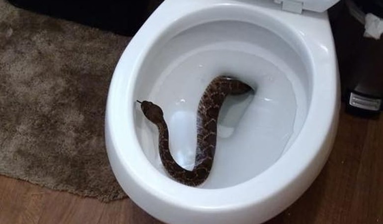 Toilet Snake Shock: How One Family Found Out Their Home Was Infested With Rattlesnakes