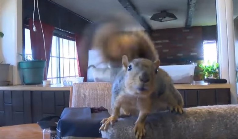 Hero Pet Squirrel Takes a 'Bite' Out of Crime—and a Burglar