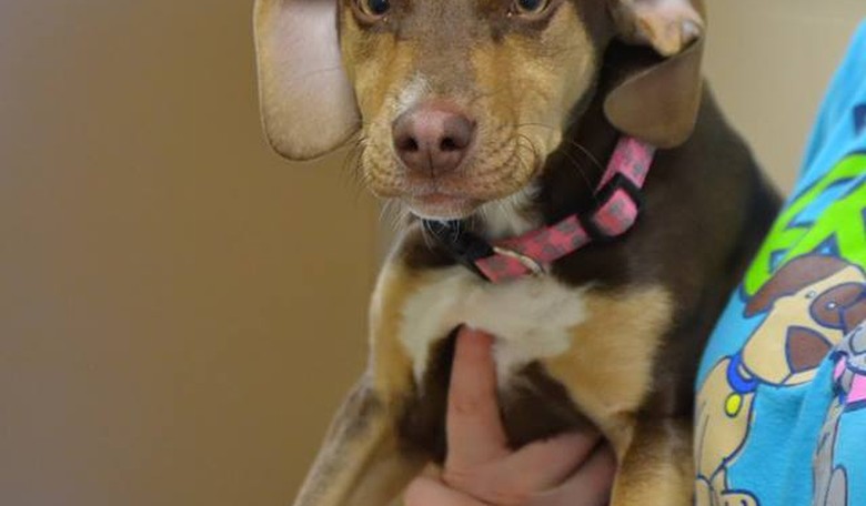 Peanut the Rescue Dog Saves Neglected Toddler Found Wandering in Family's Yard