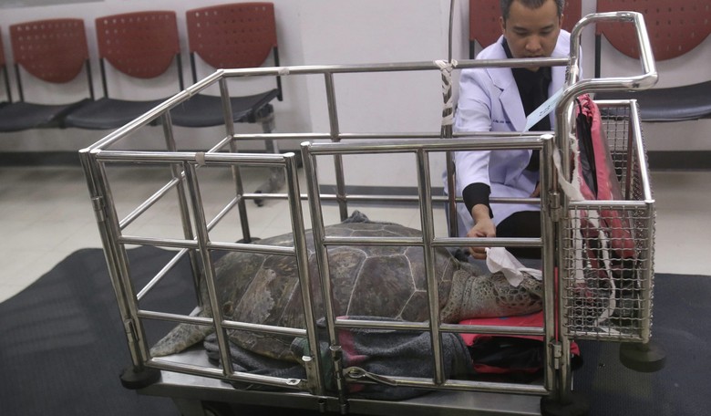 Surgeons Remove 925 Coins Swallowed by Sea Turtle Rescued from Thai Wishing Pond