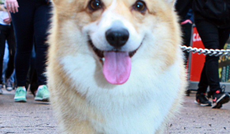 Why Do So Many Muslims Hate Dogs?