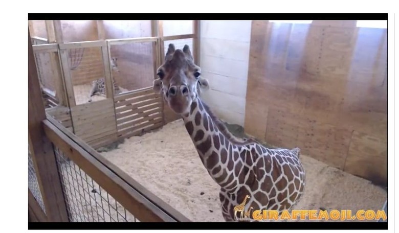 Let's Just Admit That April the Giraffe Is Trolling Us, Ok?