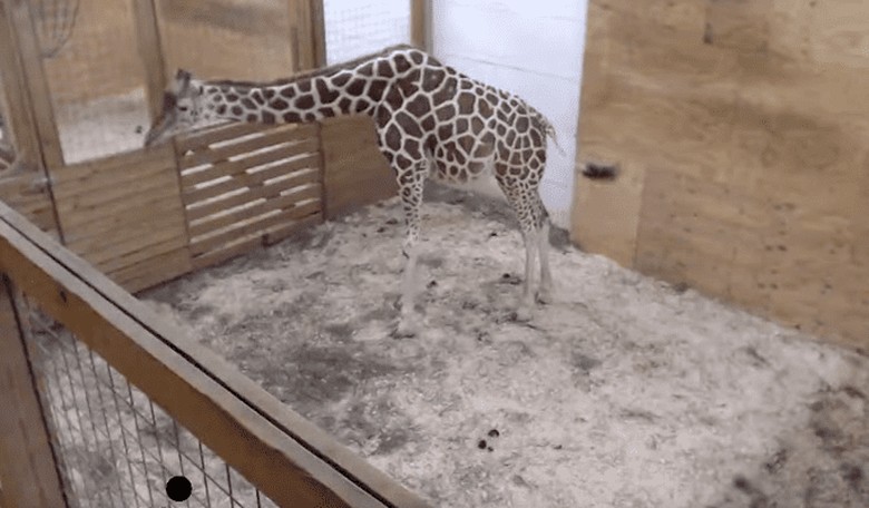 Did April the Giraffe Have Her Baby Yet?