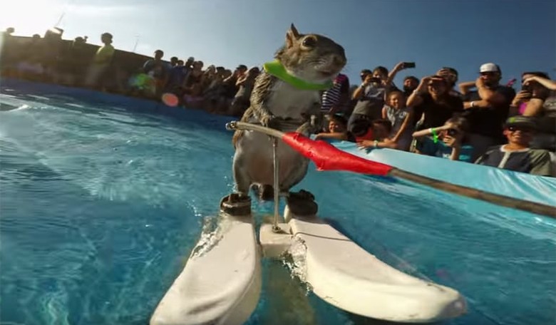Twiggy the Water-Skiing Squirrel's Owner Opens Up About the Crowd-Thrilling Rodent