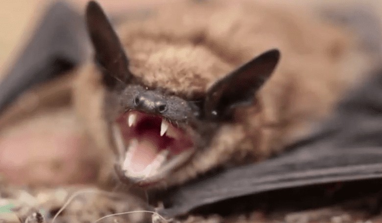 Walmart 'Fresh Express' Salad Recalled After Dead Bat Found in Package
