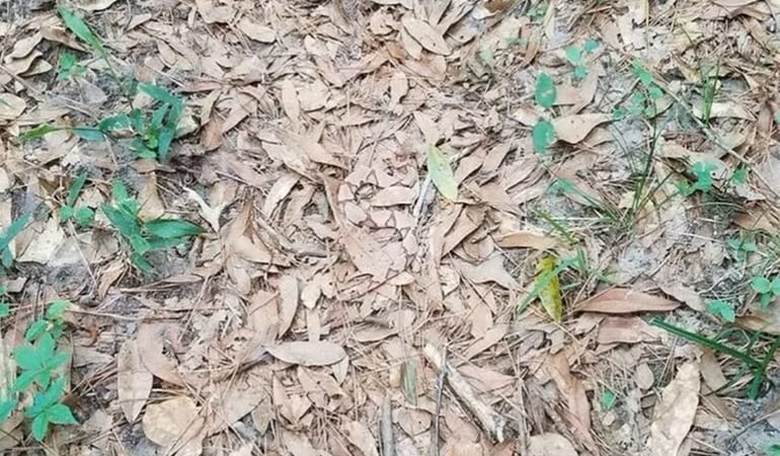 The Hidden  Snake in This Picture Is Confounding the Internet
