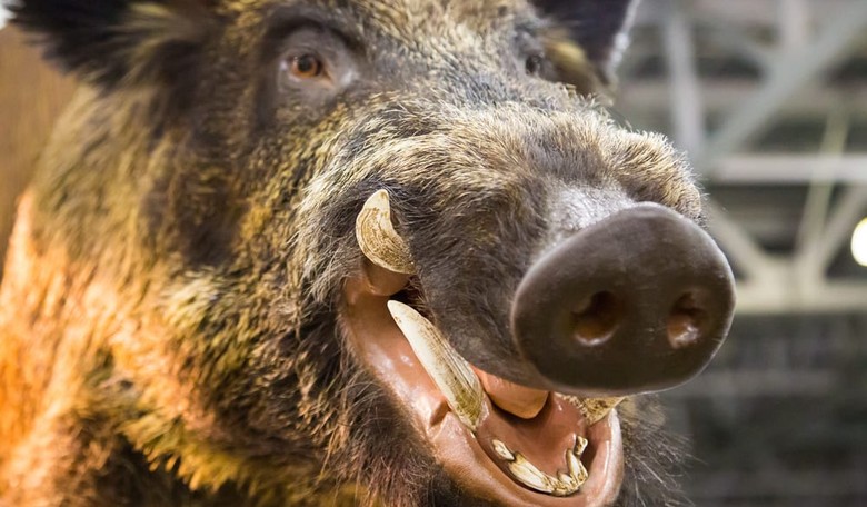 Wild Boars: Our New Allies Against ISIS