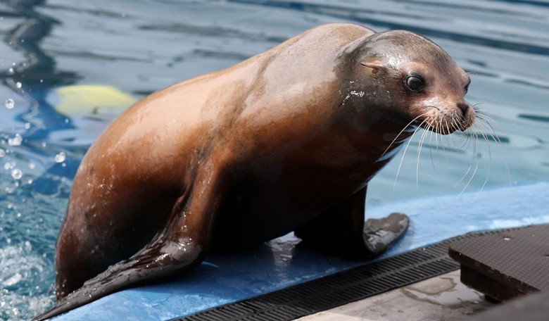 Video: Terrifying Scene as Sea Lion Drags Little Girl into the Water