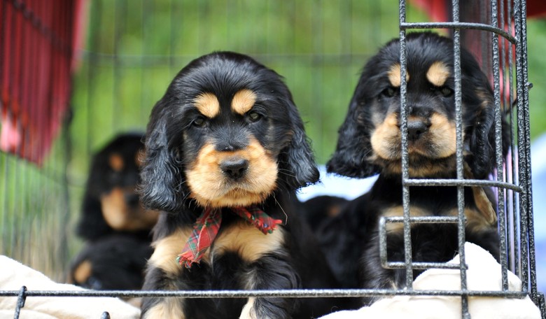 California Proposal Would Force Pet Stores to Sell Only Rescue Pets