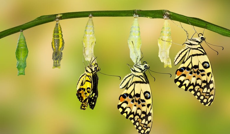 The Horrific (I Mean Magical) Experience of Growing Butterflies with a Toddler