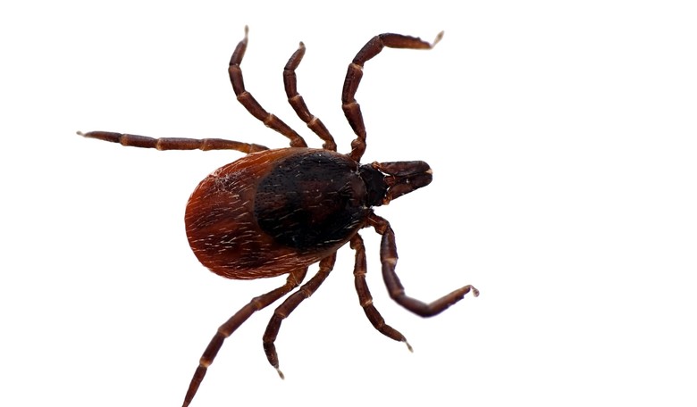 Deer Ticks Are Carrying a Virus Deadlier Than Lyme Disease, Experts Say