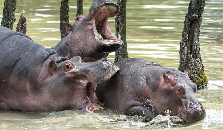 You Won't Believe How Close Louisiana Was to Being the Hippopotamus Ranching State