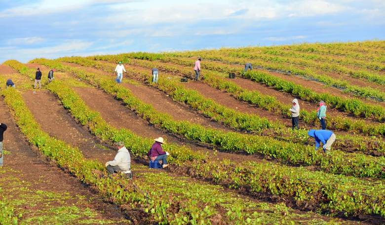 What the D.C. Establishment Must Learn From Truman on Foreign Labor Programs