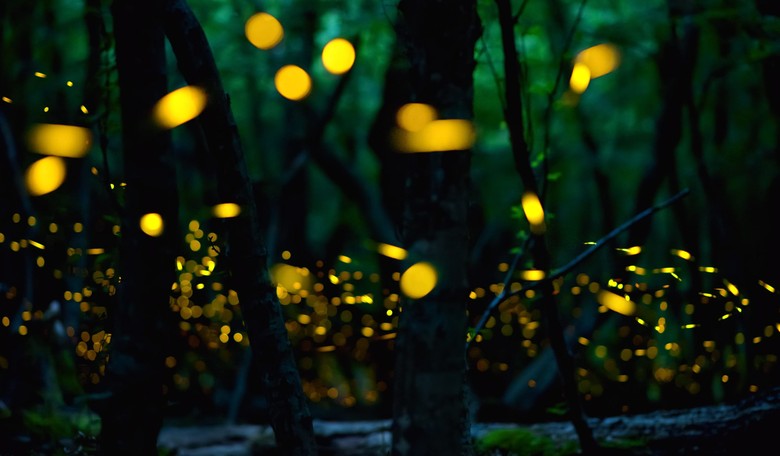 This Owl City Explanation of '10 Million Fireflies' Is the Most Hilarious Thing You'll Read All Week