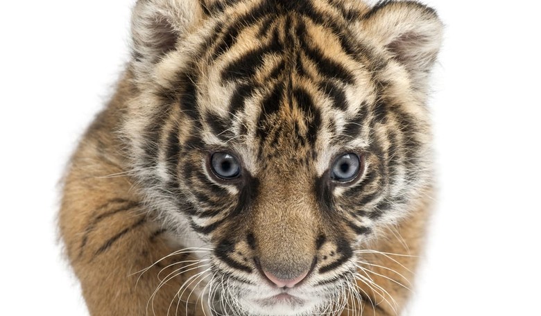 Petition Wants To Change LSU's Tiger Mascot Because of 'Oppression'