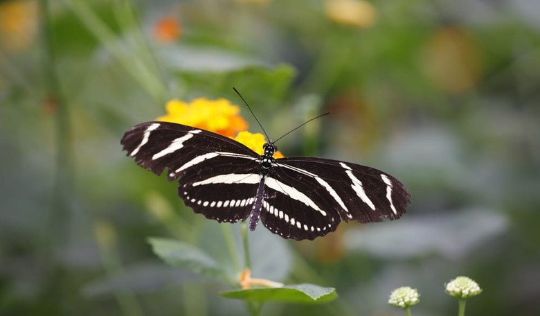 What’s YOUR State Butterfly?