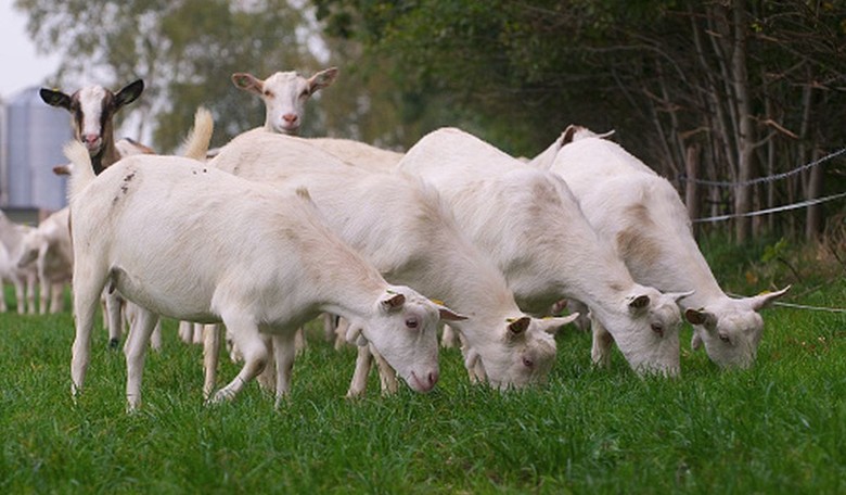 'Scab' Goats Raise the Ire of AFSCME at College in Michigan