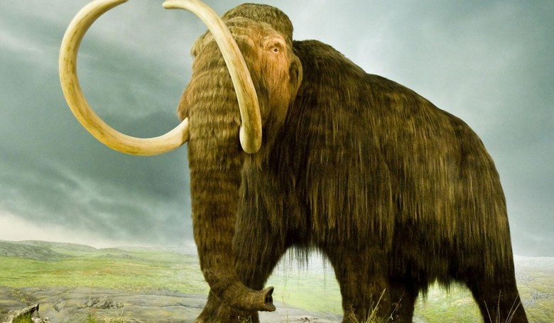 Bring Back the Woolly Mammoth!
