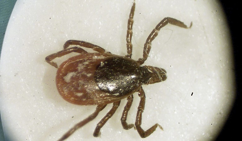 Missouri Woman Dies After Contracting Untreatable Tick-Borne Bourbon Virus