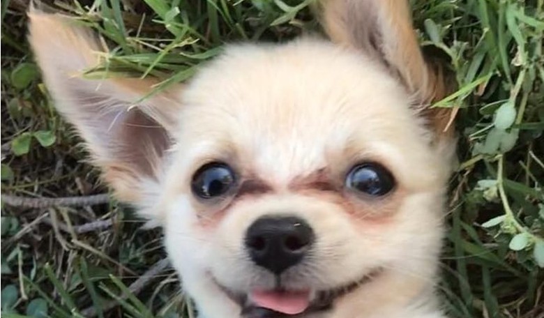 Tiny Puppy Abandoned in Airport with Heartbreaking Letter from Domestic Abuse Victim