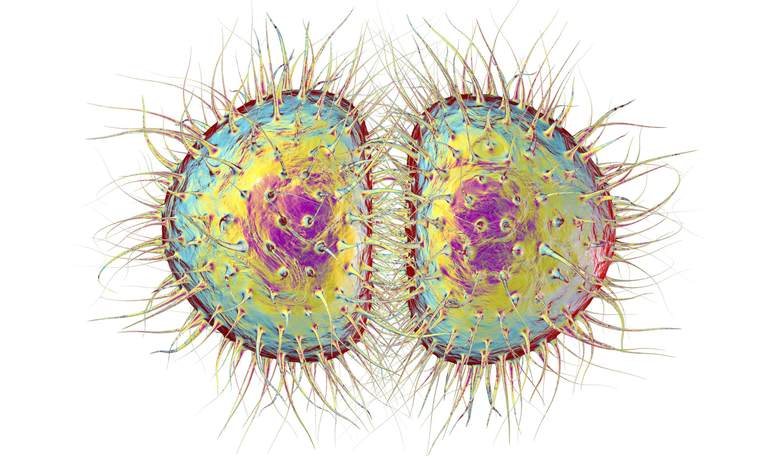 Mutant Gonorrhea 'Superbug' May Be Untreatable, Experts Warn