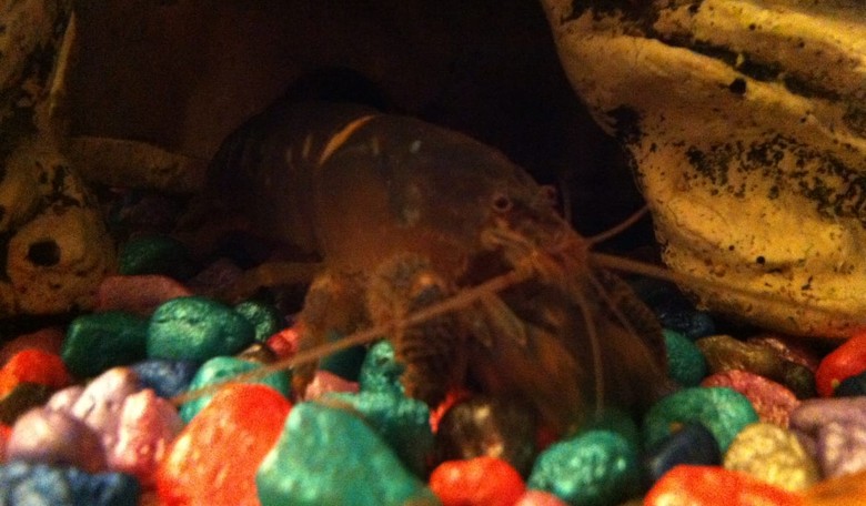 7 Oddballs to Anchor Your Freshwater Aquarium