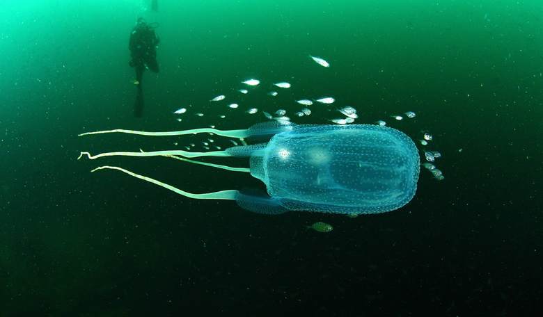 Forget Shark Week, Jellyfish Are the Real Killers of the Sea