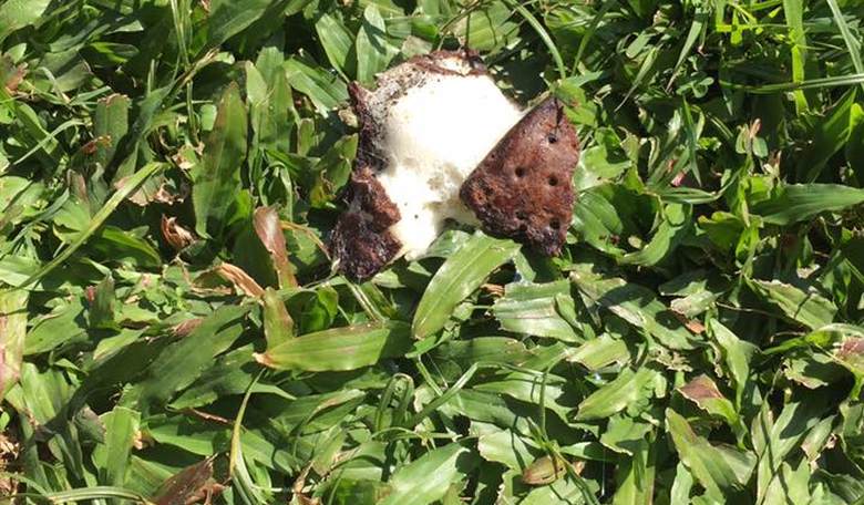 Internet Freaks Out Over Ice Cream Sandwich That Just Won’t Melt